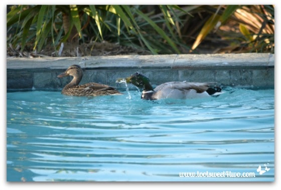 Pic 9 - Mallard shaking water from his head - Paradise Found