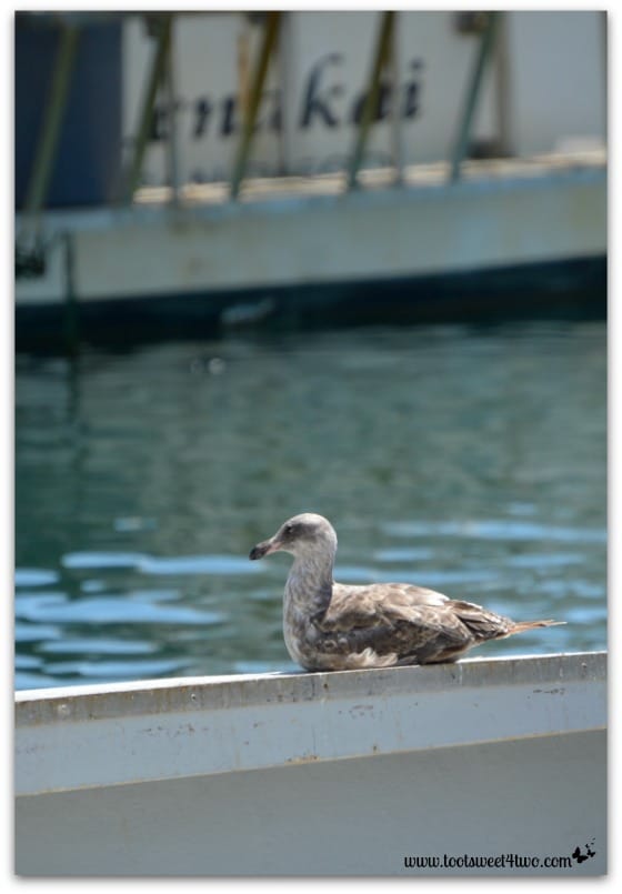 Seagull on boat - Oceanside Harbor