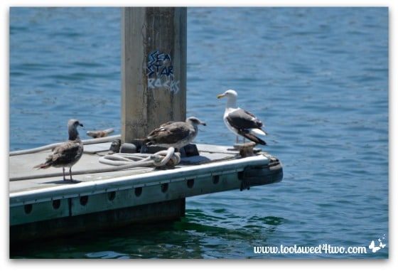Seagulls and graffiti - Oceanside Harbor