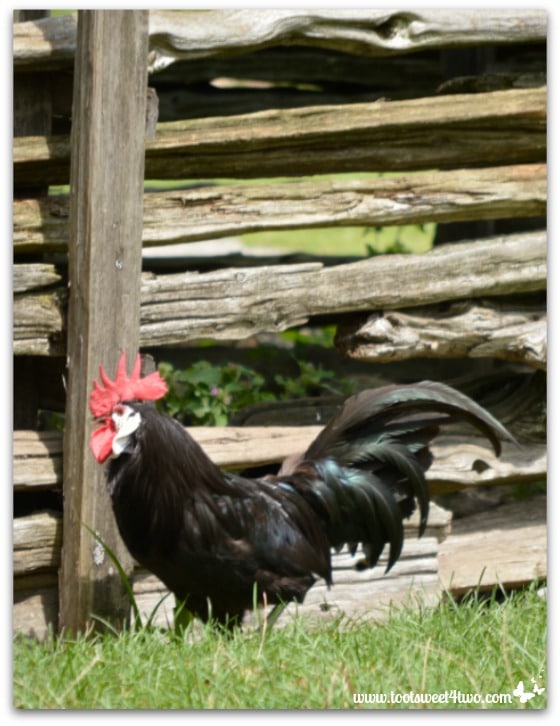 Black rooster at Genesee Country Village