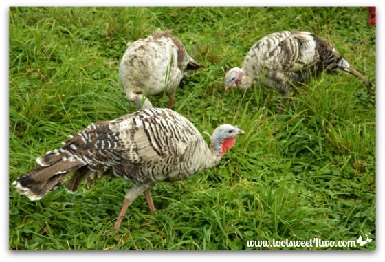 Wild turkeys at Genesee Country Village