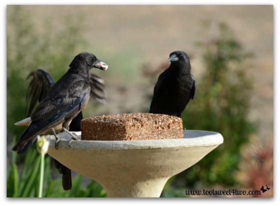 Crows in our bird bath
