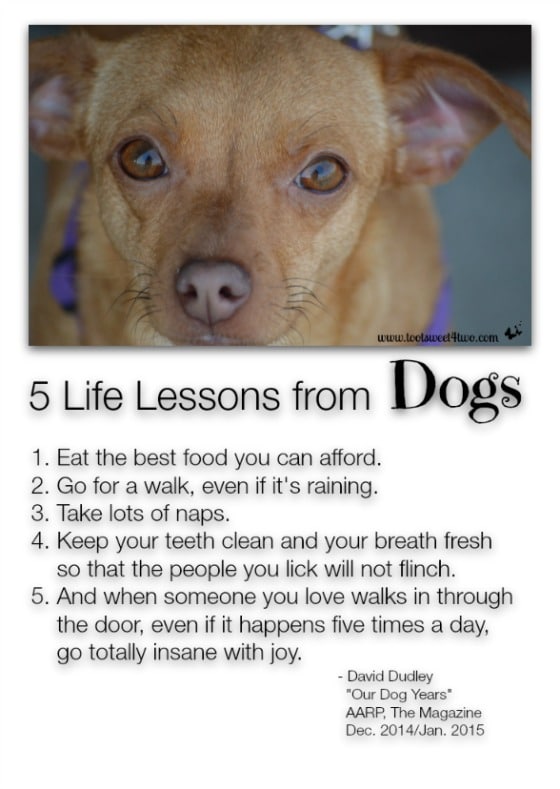 5 Life Lessons from Dogs