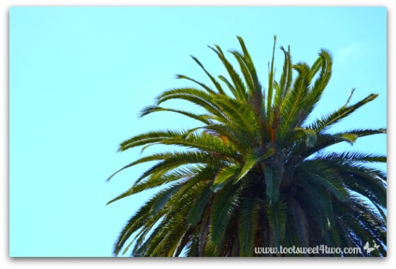 Top of palm tree in Presidio Park San Diego