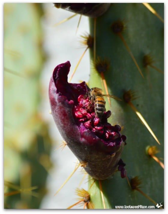 Bee eating prickly pear cactus fruit - Mission Santa Ysabel