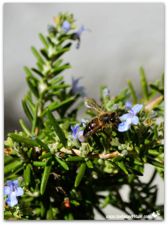 Bee in the rosemary at Mission Santa Ysabel