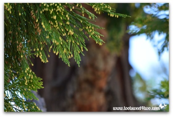 California Incense Cedar foliage - Mission Santa Ysabel