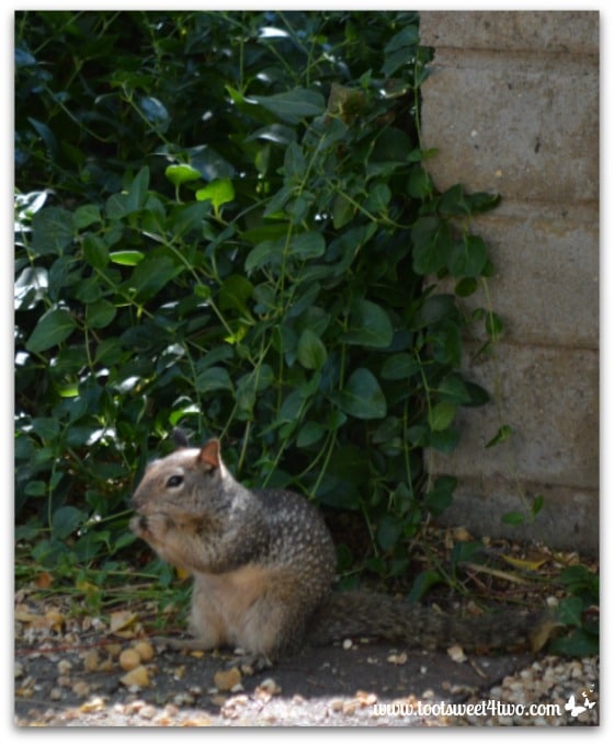 Squirrel munching - Mission Santa Ysabel