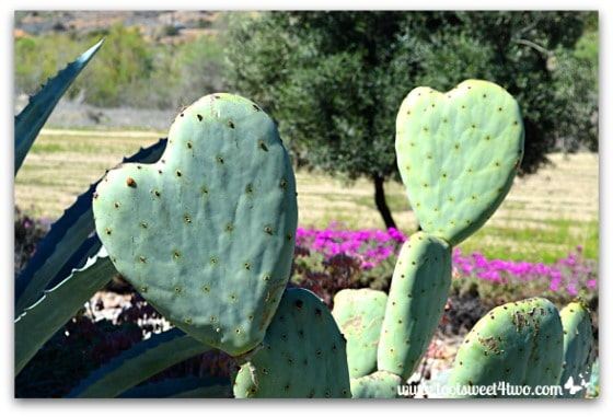 Heart-shaped cactus - 14 Awesome Things
