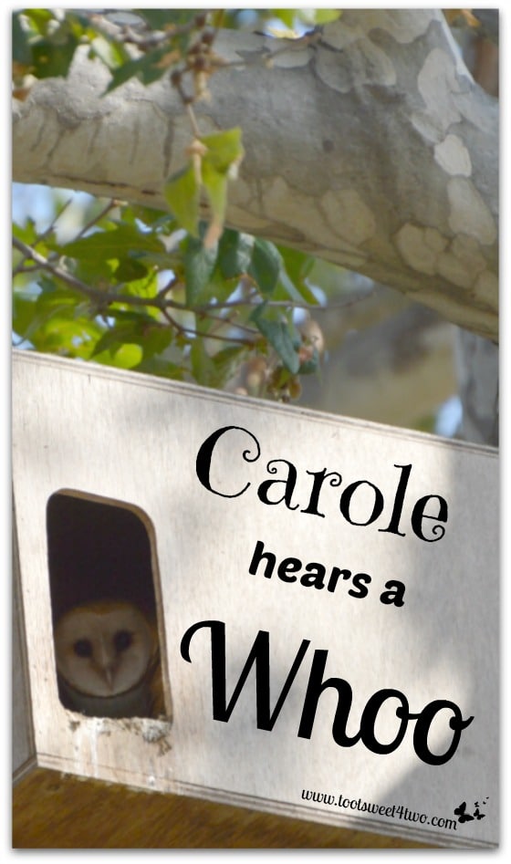 Carole Hears a Whoo