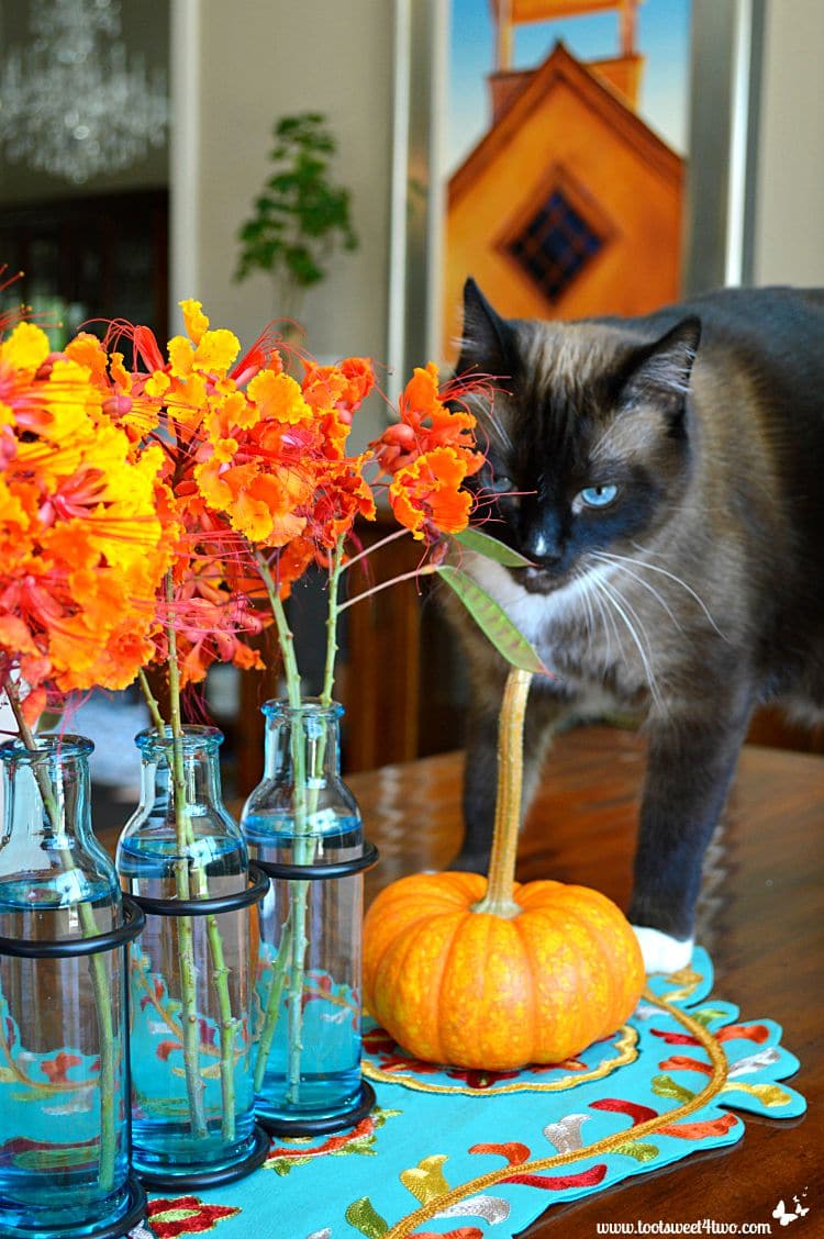 Coco checks out the Red Mexican Bird of Paradise flowers