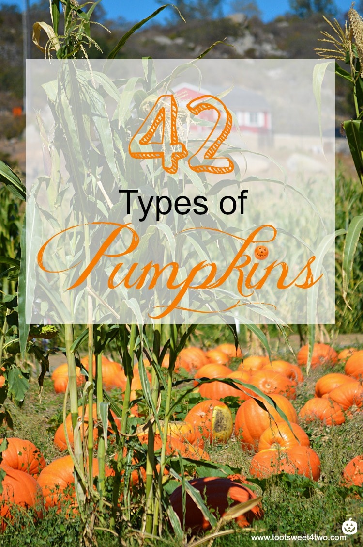 42 Types of Pumpkins cover