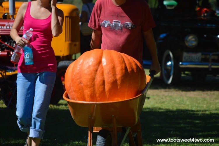 Big Mac Pumpkin in a wheelbarrow