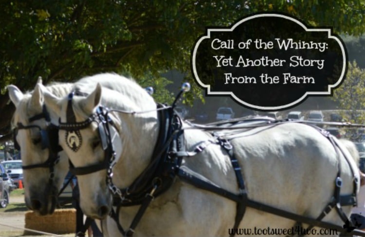 Call of the Whinny 750x486