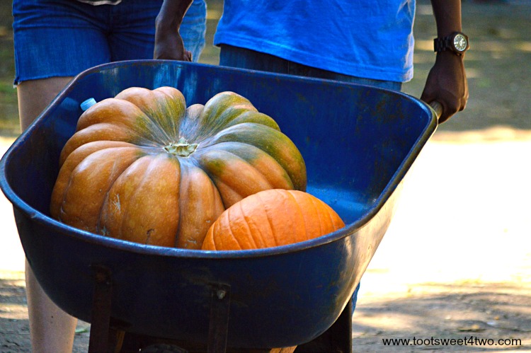 Fairytale Pumpkin in a wheelbarrow