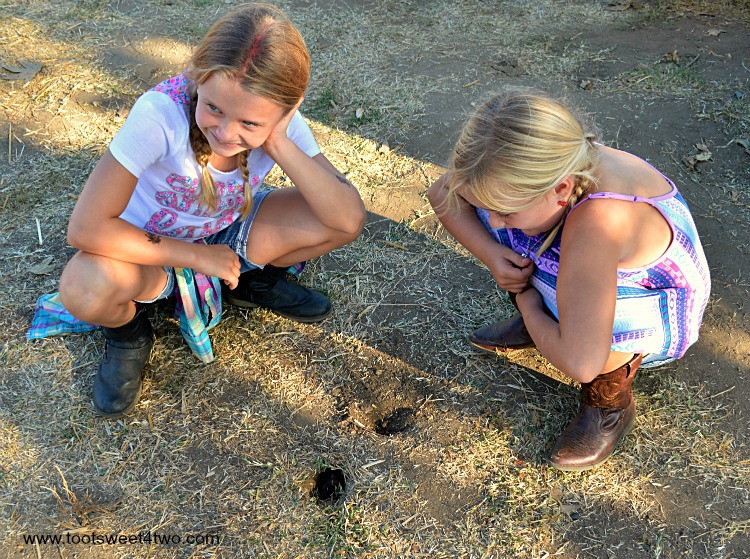 Princesses P looking at a gopher hole at the pumpkin patch