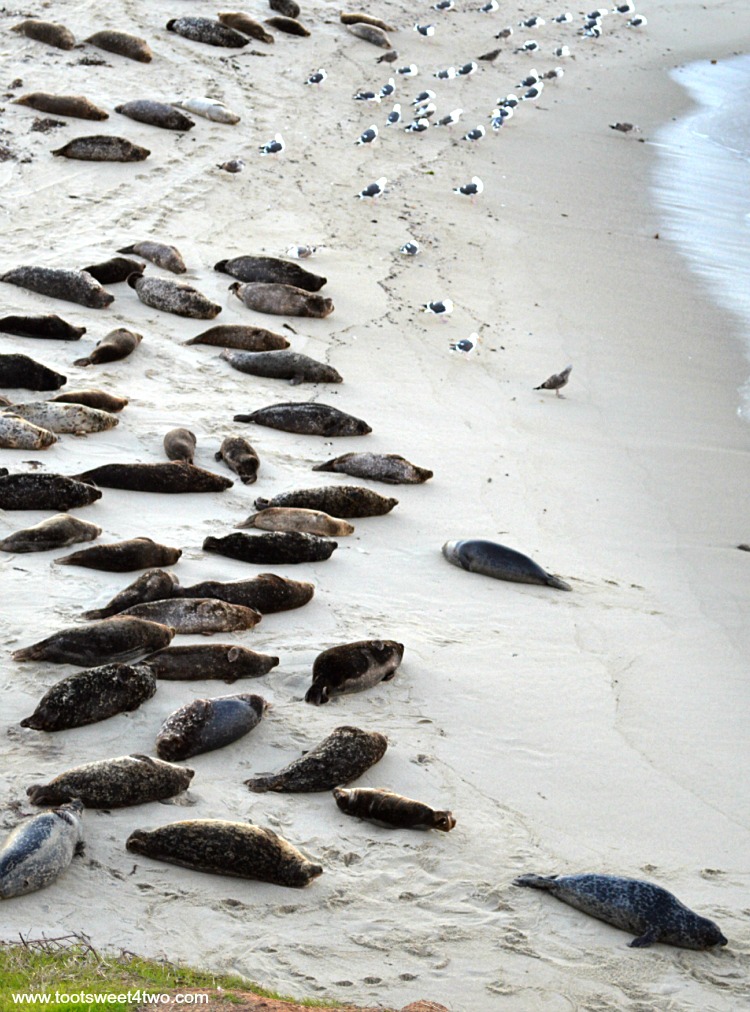 Seals on the beach at Seal Beach in La Jolla Cove