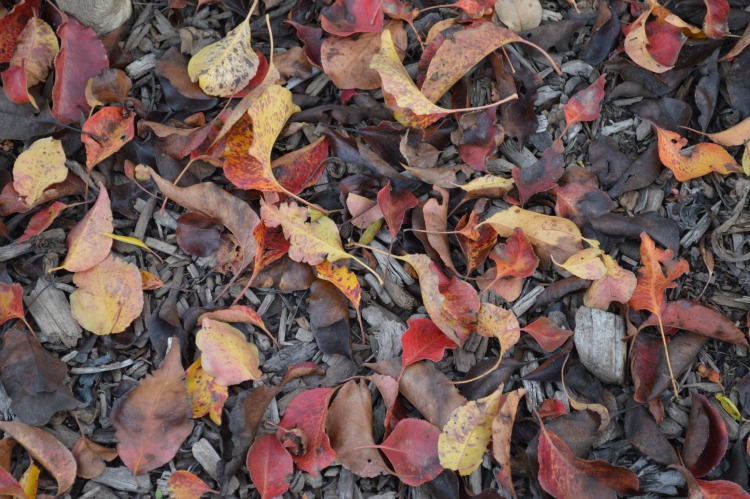 Unretouched fall leaves on ground