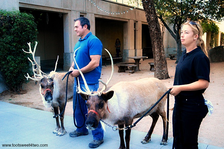 Reindeer at the Center for the Arts, Escondido, CA