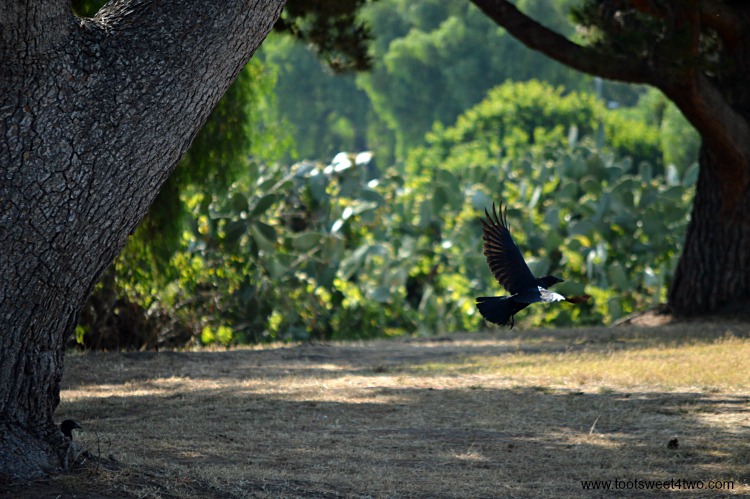 Crow flying at Old Mission San Luis Rey Gardens