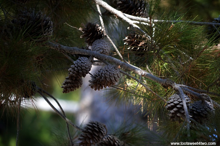 Pine cones hanging in pine tree at Old Mission San Luis Rey Gardens