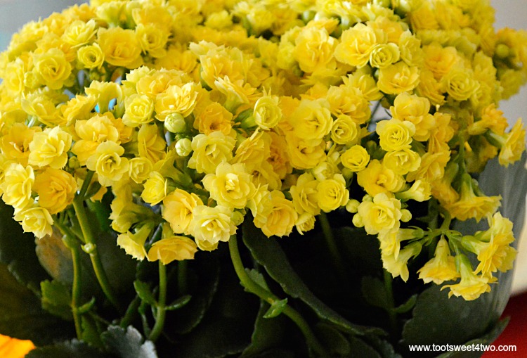 Yellow Kalanchoe Flowers for Decorating the Table for a Cinco de Mayo Celebration