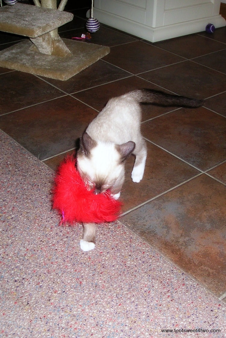 Baby Coco playing with his feather duster August 2006