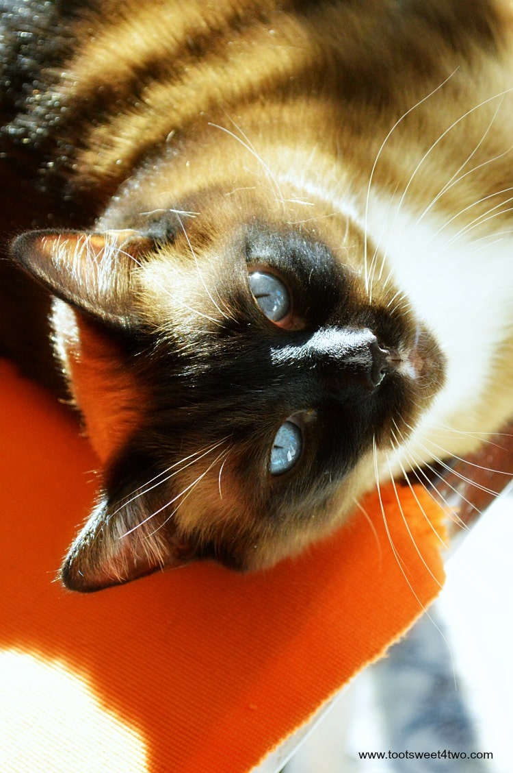 Meet Coco - our beautiful and loving Snowshoe Siamese cat - a boy named Coco. See more photos of Coco at www.tootsweet4two.com.