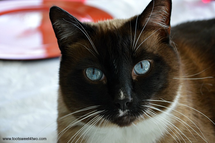 Meet Coco - our beautiful and loving Snowshoe Siamese cat - a boy named Coco. See more photos of Coco at www.tootsweet4two.com.