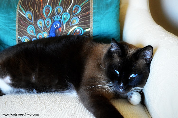 Meet Coco - our beautiful Snowshoe Siamese cat - a boy named Coco. See more photos of Coco at www.tootsweet4two.com.