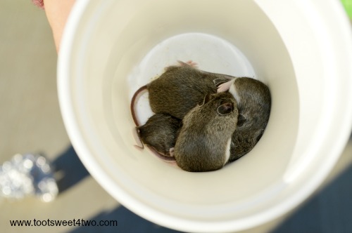 Field Mice in a cup