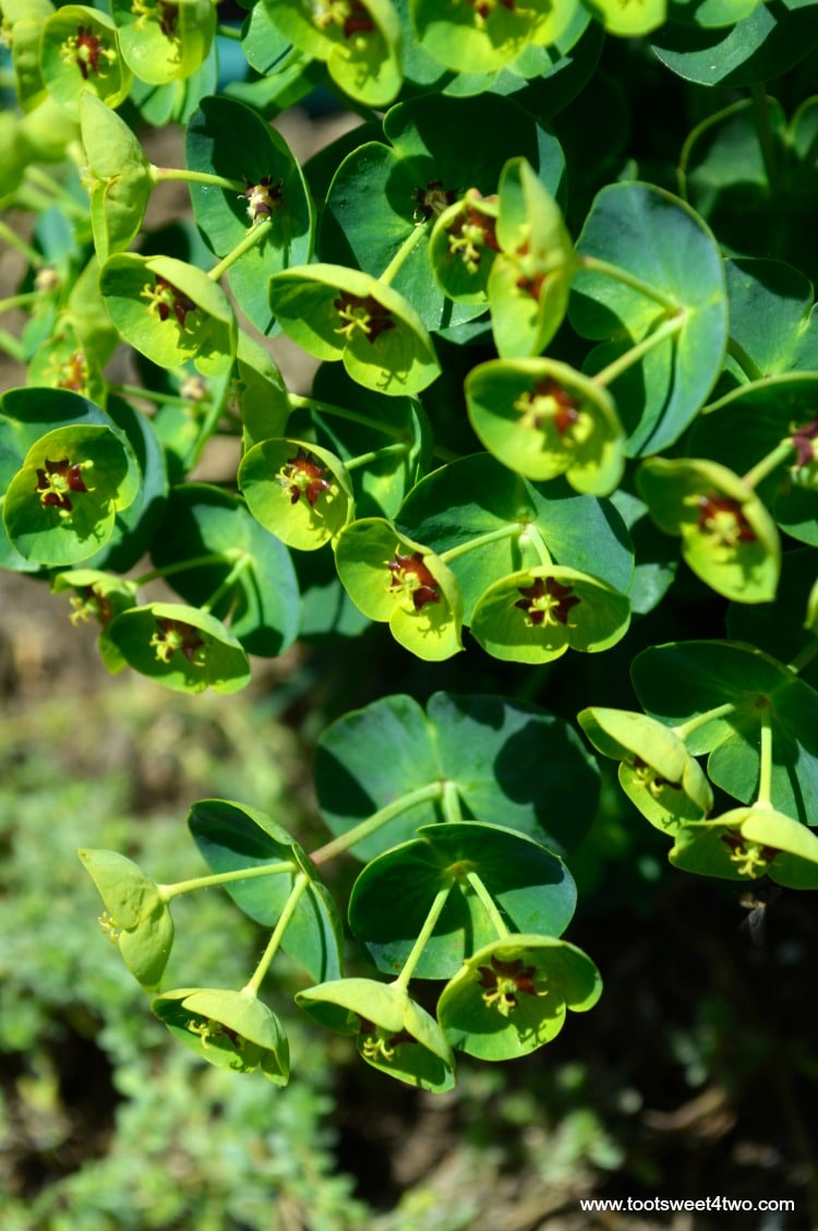 Close-up of Euphorbias for Miniature Fairy Garden