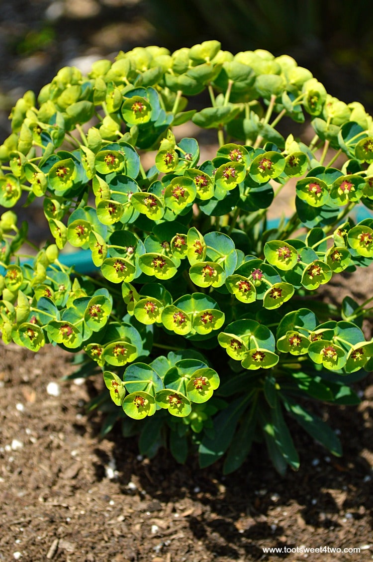 Euphorbias for Miniature Fairy Garden