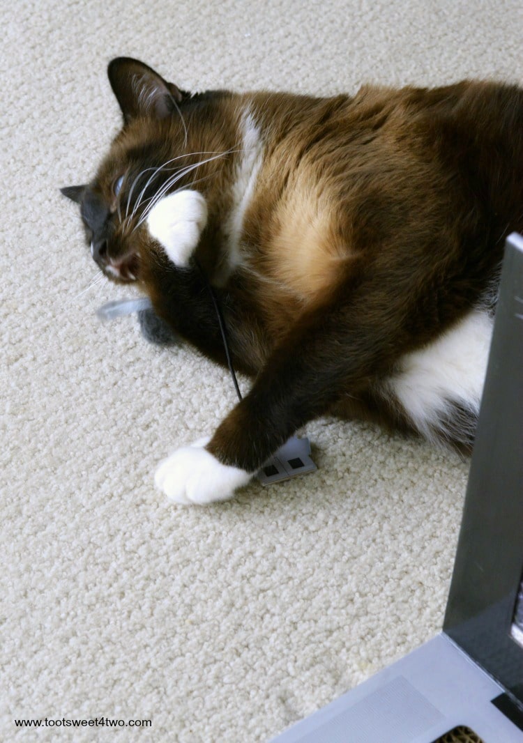 Coco detaches the USB cord from the Laptop Cat Scratching Pad