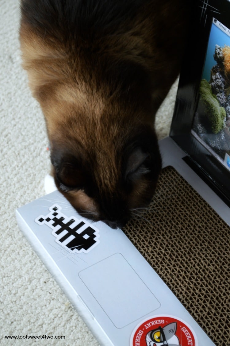 Coco sniffing the keyboard of the Laptop Cat Scratching Pad