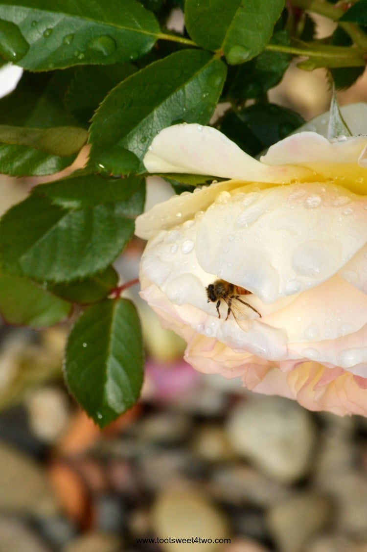 Bee on rose