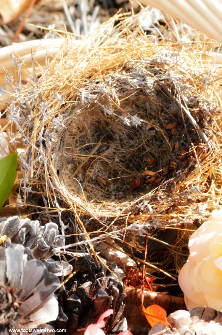 Bird's Nest close-up