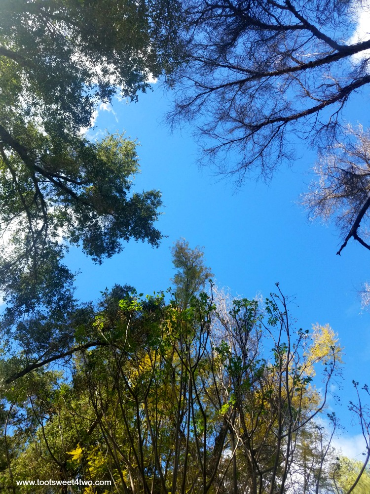 Blue skies through the trees at The Ranch at Bandy Canyon