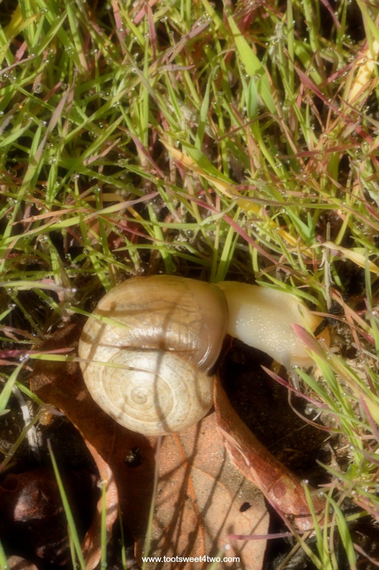 Garden snail close-up