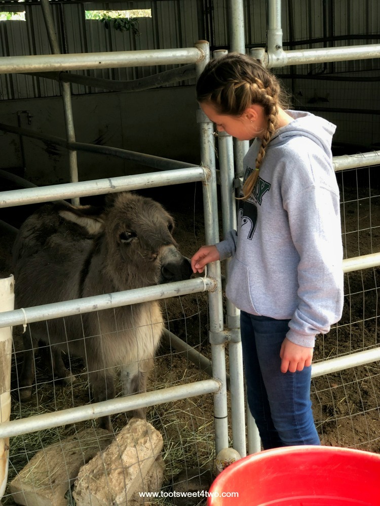 Payton meets a donkey at The Ranch at Bandy Canyon