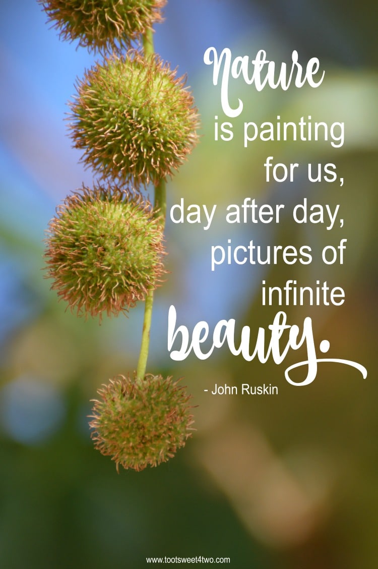 John Ruskin Nature quote