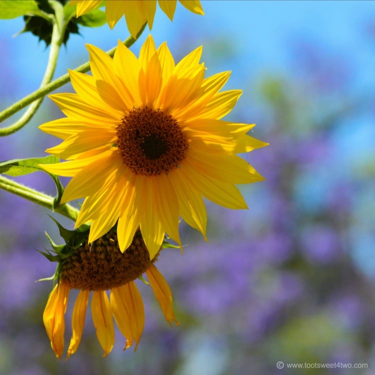 Sunflower Happy Face with Jacaranda